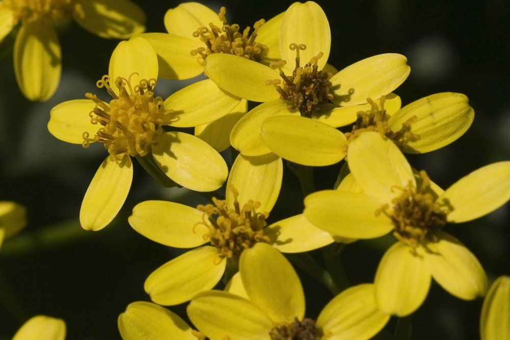 Senecio angulatus / Senecione angolato